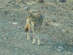Death Valley - Kojote