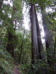 Coast Sequoias oder Redwoods