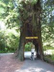 Tour Thru Tree bei Klamath