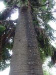 Bunya Bunya - eine Araukarie