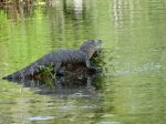 Lake Martin -  Alligator