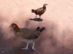 Key West Eagles - Hühner