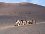 Kamelsafari in Vulkanasche