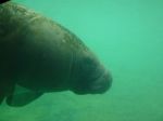 Manatee