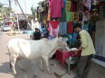 Fütterung einer heiligen Kuh