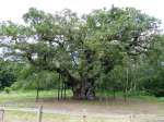 Major Oak