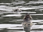 Grey Seals