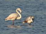 Flamingos